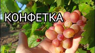 КОНФЕТКА, автор Писанка О.М.