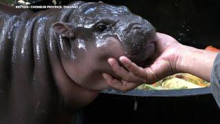 ADORABLE! Two-month-old baby hippo Moo-Deng gets a bath in Thailand