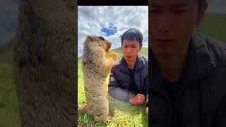 Cute Wild animal bobak marmot or prairie dog eating cookies yummy 68