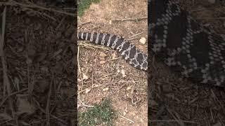 Large Rattlesnake outmaneuvers the Snake Wrangler ️