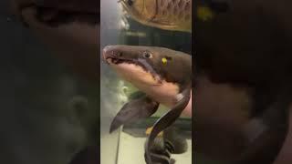 Neoceratodus Australian Lungfish With Monster Predator Fish @aqua_like | Falcon Aquarium Services