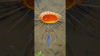Survival Skills: Simple but Effective Fish Trap with Papaya  #bushcraft #Camping #Outdoors