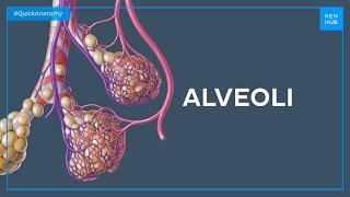 Alveoli - Quick Anatomy | Kenhub