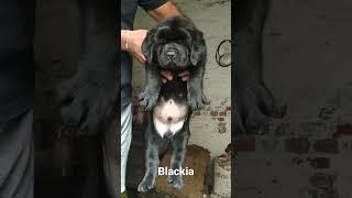 sikri kennel's blackia #tomson#9050312086