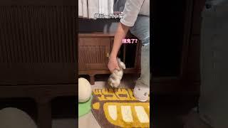 【#雪球日记】小猫遇上鬼打墙! #曼基康矮脚 #猫咪的迷惑行为