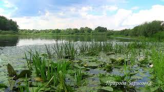 SUMMER and beautiful view of the river | Hear BIRD SINGING with Nature Sounds for Relaxation