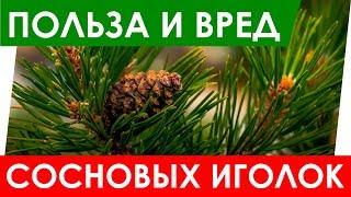 Сосновые иголки - Польза и вред. Полезные свойства сосновых иголок. Чем полезны?