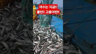 여수는 지금!!  물반!! 고기반!!  넘쳐나는 생선들