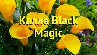 Калла гибридная Блек Меджик. Краткий обзор, описание характеристик calla Black Magic