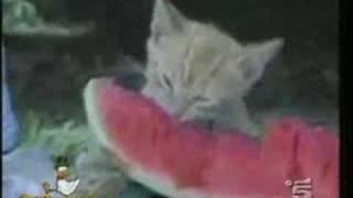 Funny Cats Compilation- Hilarious