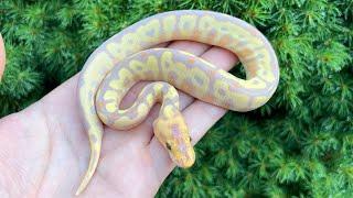 INSANE CLOWN BALL PYTHON CLUTCH UPDATE! WHAT DID WE HIT & WHAT ARE THE GENDERS?