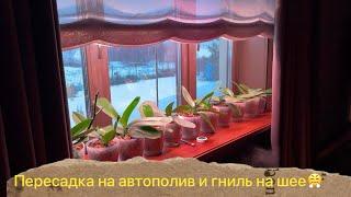 Гниль на шее орхидеи фаленопсис, пересадка в горшок автополив #phalaenopsisorchid #plants #пересадка