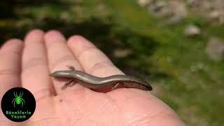 Skink Kertenkelesi ~ (Ablepharus Kitaibellii)