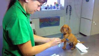 When The Smallest Dogs Bravely Face The Vet   Funniest Dog Reaction