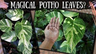 How Potho & Aroid Leaves Get Huge / Houseplants outdoors, aroids & Philodendrons