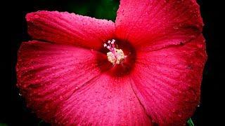 Hibiscus care