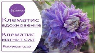  Клематис - вдохновение Клематис - магнит сил от Nina Petrusha channel Clematis TV