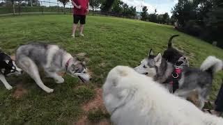 Dog Park filled with new pups today