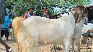 1 juta Hamil Tua !! Babon Bentar Lagi Beranak Harga Murah Meriah !! Pasar Kambing Jatirogo