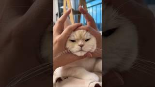 #113 Try Not To Laugh Cats And Dogs Videos  #funny #cute #reels