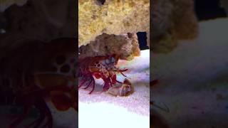 Mantis shrimp punch crab claws #tucanaquatics #tucan