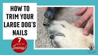 How To Trim Large Dog Nails & 7 Keys to SUCCESS [GUARANTEED!]