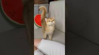 My cat Nika bought a cat TV #cat #cats