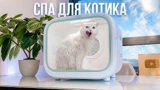 КАК ПРАВИЛЬНО МЫТЬ КОТА? УСТРОИЛИ СПА ДЛЯ ПУШИСТОГО