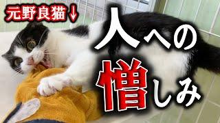 本気噛みと引っかきの連続…山に捨てられそうになった元野良猫に約３ヶ月の人馴れ訓練を行った結果