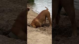 Нравится жить #собакадруг #собака #собаки #dogshorts #bullmastiff #doglife