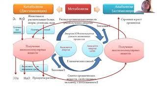 Что такое обмен веществ (катаболизм + анаболизм)