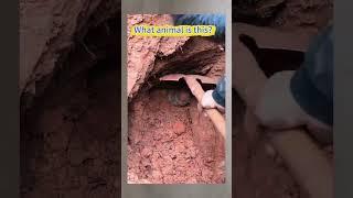 Saving a animal buried by land life’s