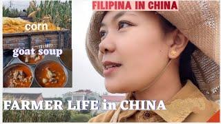 BUHAY ng MAGSASAKA sa CHINA/Farmer life in China/Filipina in China Province