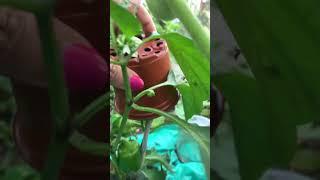 Big beef tomatoes in my back garden!  #summerproject #greenfingers