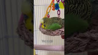 The Swing Life - Boba the Budgie - Talking Parakeet