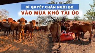 Bí quyết chăn nuôi bò hiệu quả nhất vào mùa khô tại Úc