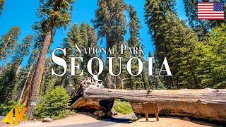 Sequoia National Park 4K Ultra HD • Stunning Footage, Scenic Relaxation Film with Calming Music.