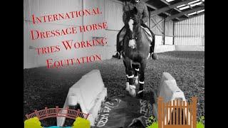 International Para Dressage Horse Tries Working Equitation, inspo by Jesse Drent + Matt Harnacke!