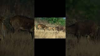 #shorts#जनवर जो मर जाते हैं अपने ही शरीर के अंगों से#animals#viral shorts#youtube shorts#short#