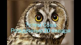 Тотем Сова рождённые 20 января