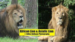 African Lion & Asiatic Lion - The Differences - By G.Delhaye Photography