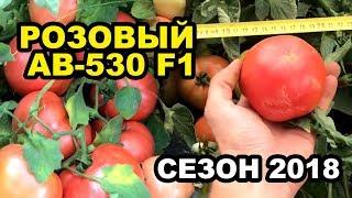 Томат розовый AB 530 F1. Обзор, Краснодарский край, Кореновский р-н