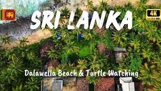 Dalawella Beach, SRI LANKA  | Turtle Watching and Beach Tour | Paradise in Unawatuna (4K)