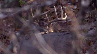 Aggressive Buck Bed Hunting Tactic Risks