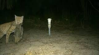 Feral cat kills short-eared rock wallaby