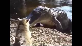Funny animals