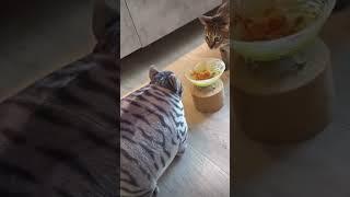 Очень смешные коты #cat #funny #shorts