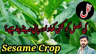 How much fertilizer and water does sesame crop get || jutt Agri tips