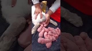 So cute rabbit - Watch Rabbit Growth 1 To 19 Days #pets #cute