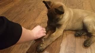 Belgian Malinois—Mishka—9 weeks old continued training and shenanigans